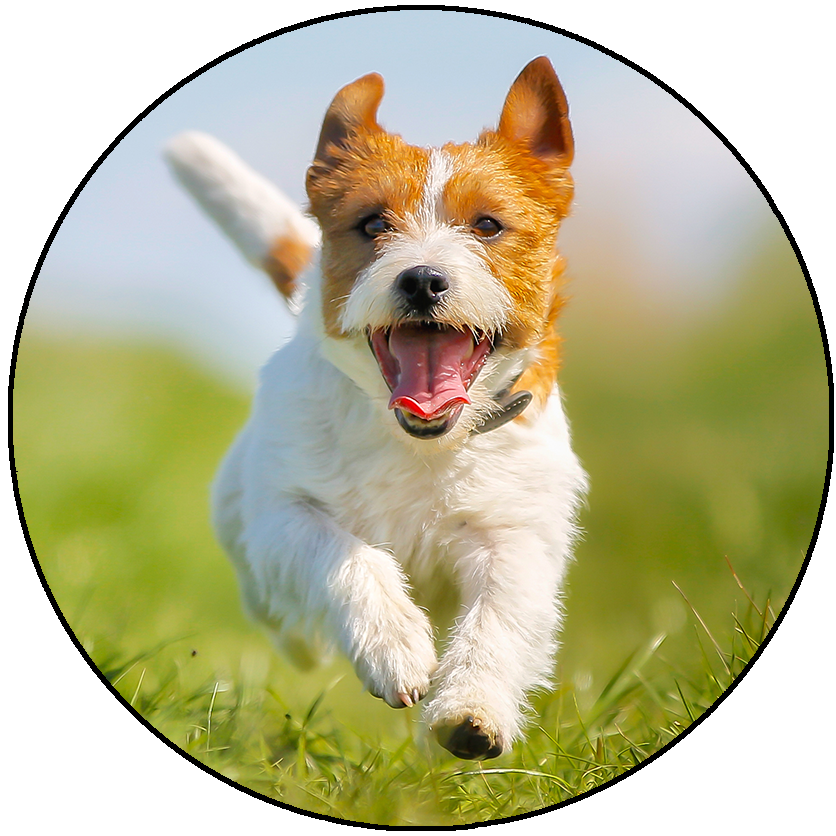 Custom Refrigerator Magnets