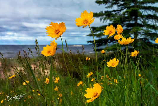 Yellow Wildflowers - Metal Print by Brad West Photography